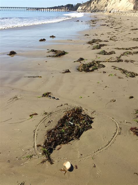 The Beauty and Mystery of Santa Barbara's Seaweed: A Magical Perspective